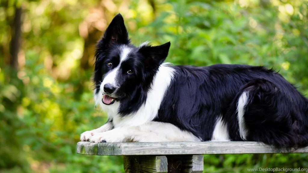 Border Collie (