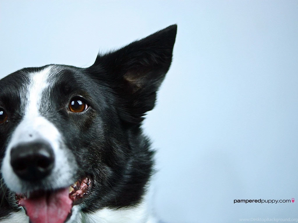 Border Collie On Blue