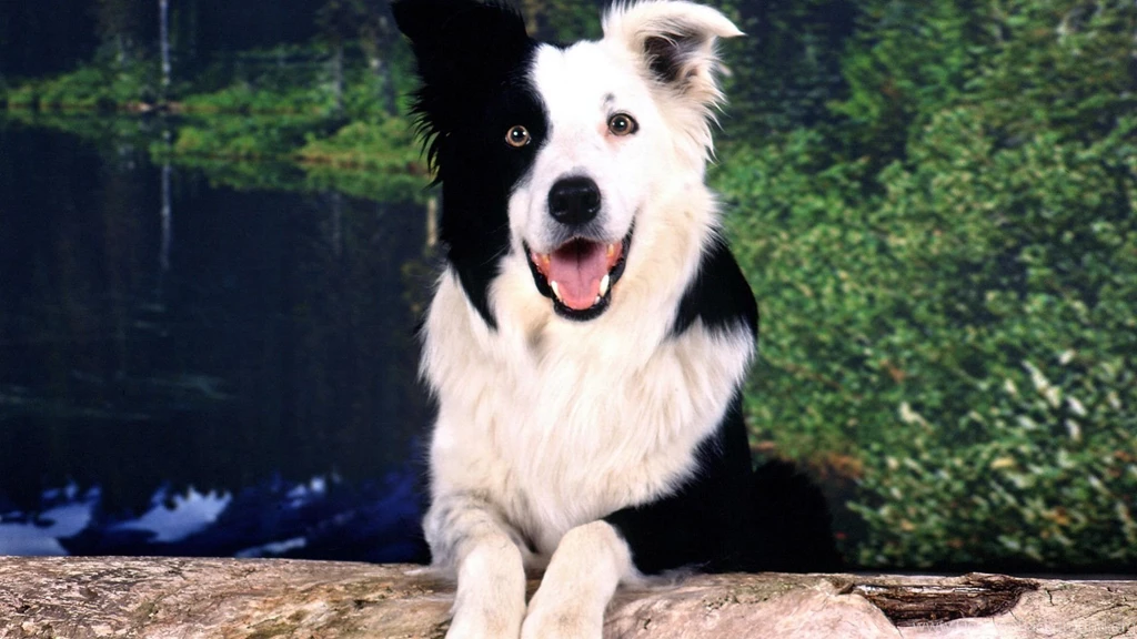 Border Collie Widescreen Wallpapers