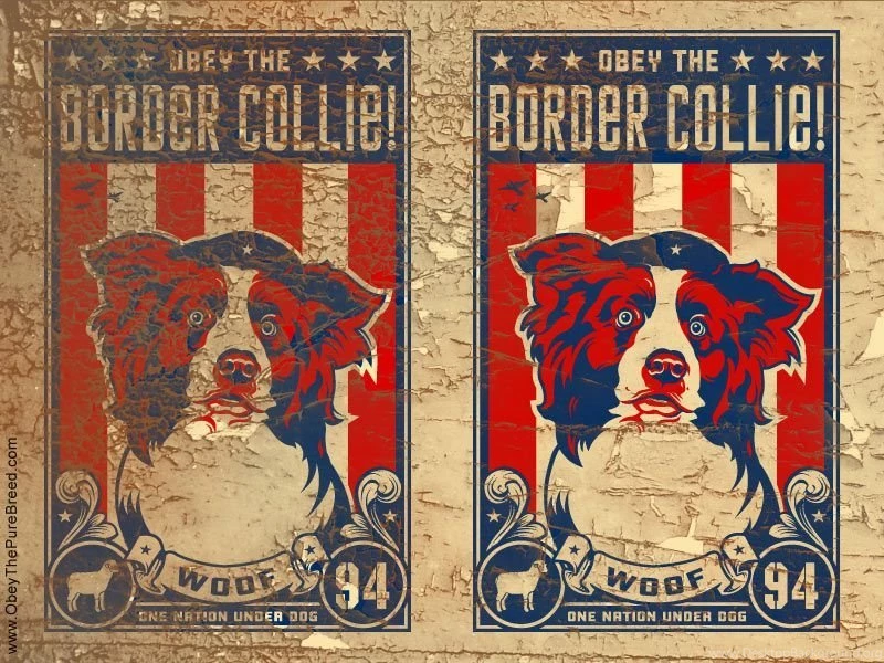 Border_collie_wallpaper.jpg