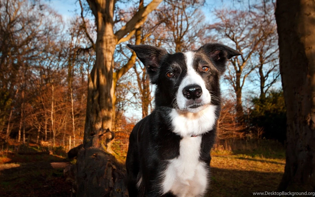 Forest Animals Dogs Border Collies Collie Wallpapers