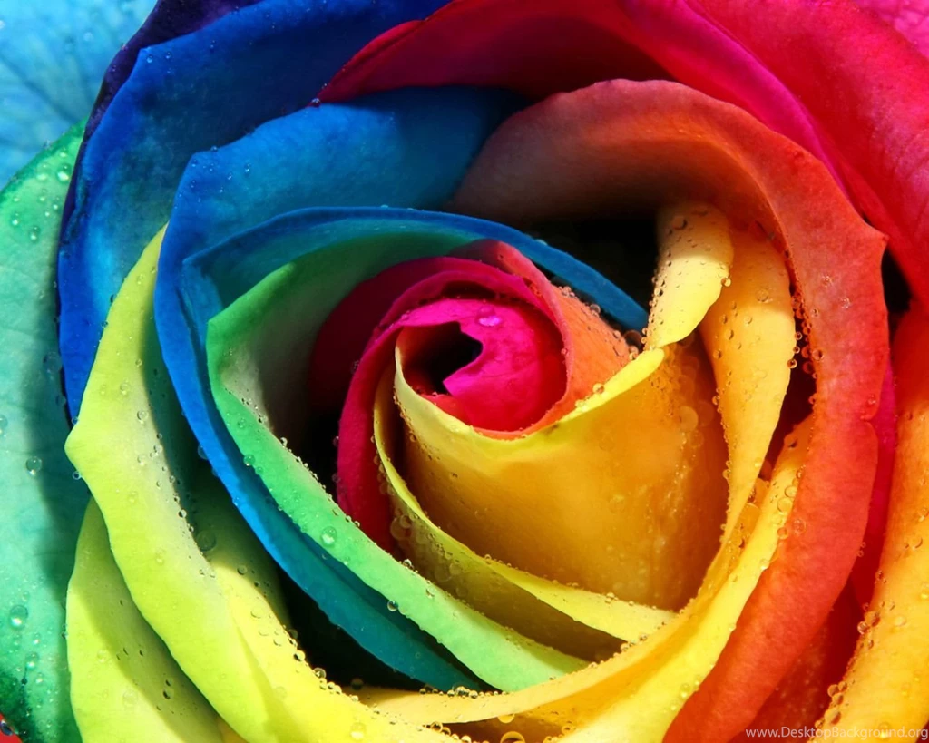 Colorful Flower Pictures HD Wallpapers Lovely