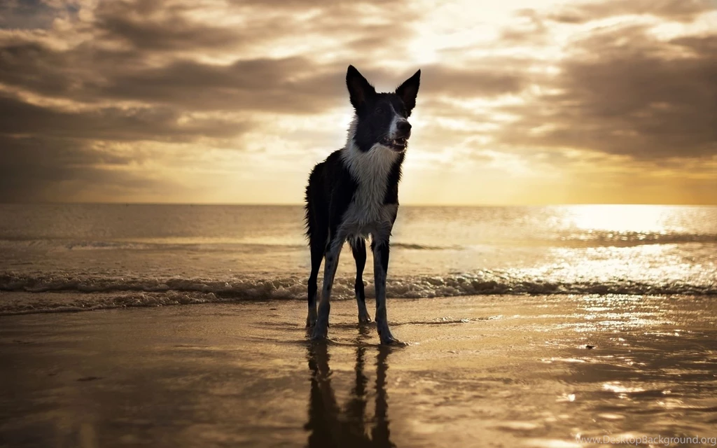 Border Collie Computer Wallpapers, Desktop Backgrounds