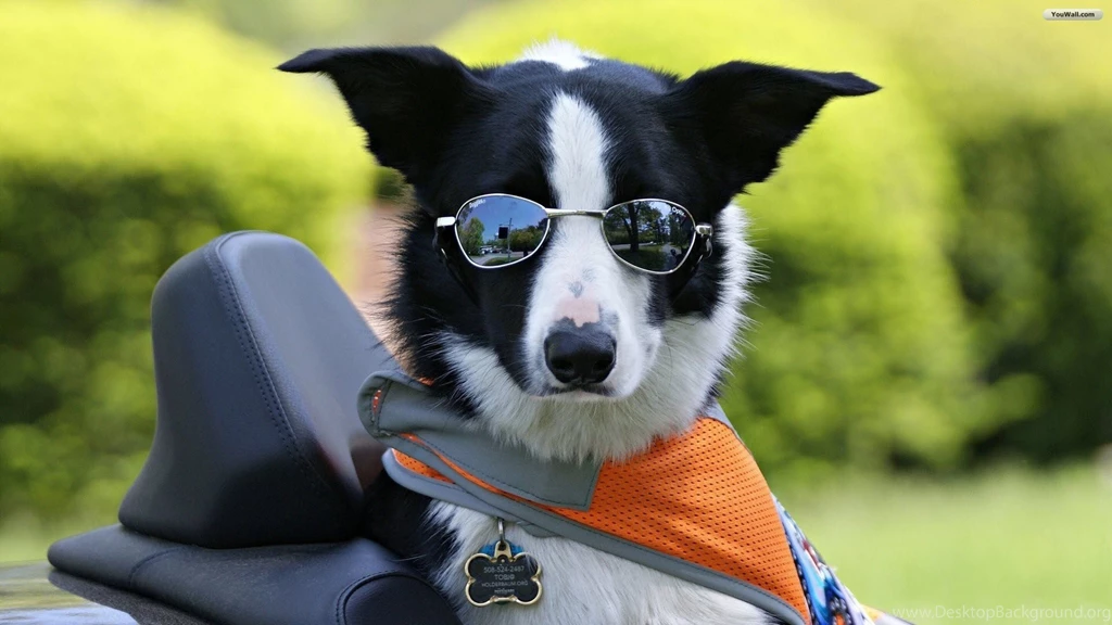 YouWall Border Collie Wallpapers Wallpaper,wallpapers,free ...