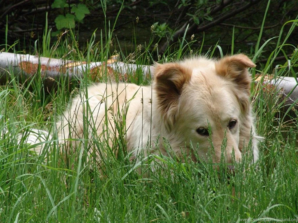 Free Wallpapers Border Collie Wallpapers
