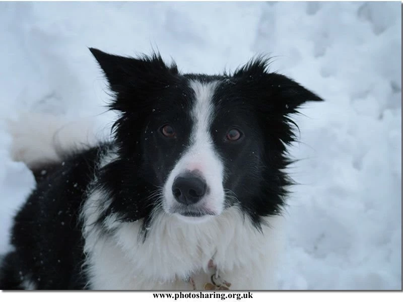 Charlie The Border Collie Border Collie Wallpapers (3804055) Fanpop