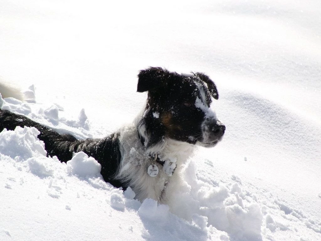 Border Collie Border Collie Wallpapers (3804137) Fanpop