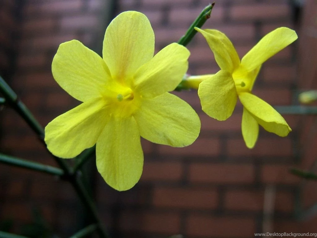 Jasmine Jasmine, Flowers, Wallpaper, For, Mobile, Phone, New, High ...