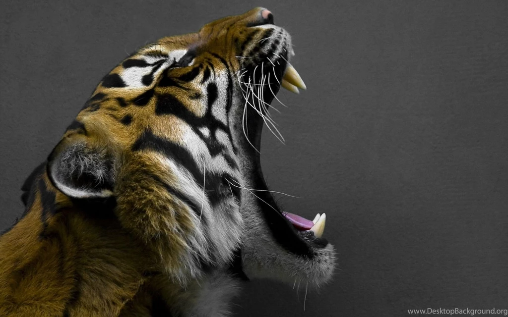 Tiger Wallpapers 3D   1836758