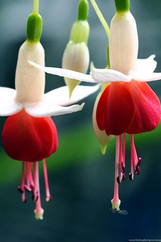 Phone Backgrounds Hd Tumblr Android Pinterest Iphone Quotes For ...