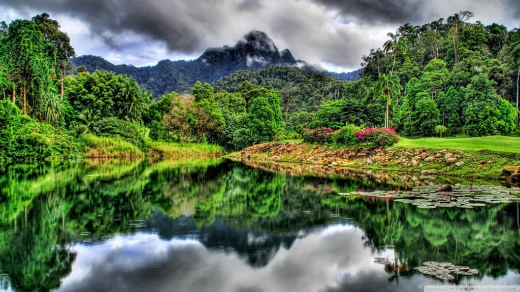 Download Jungle Creeper Wallpapers 1920x1080