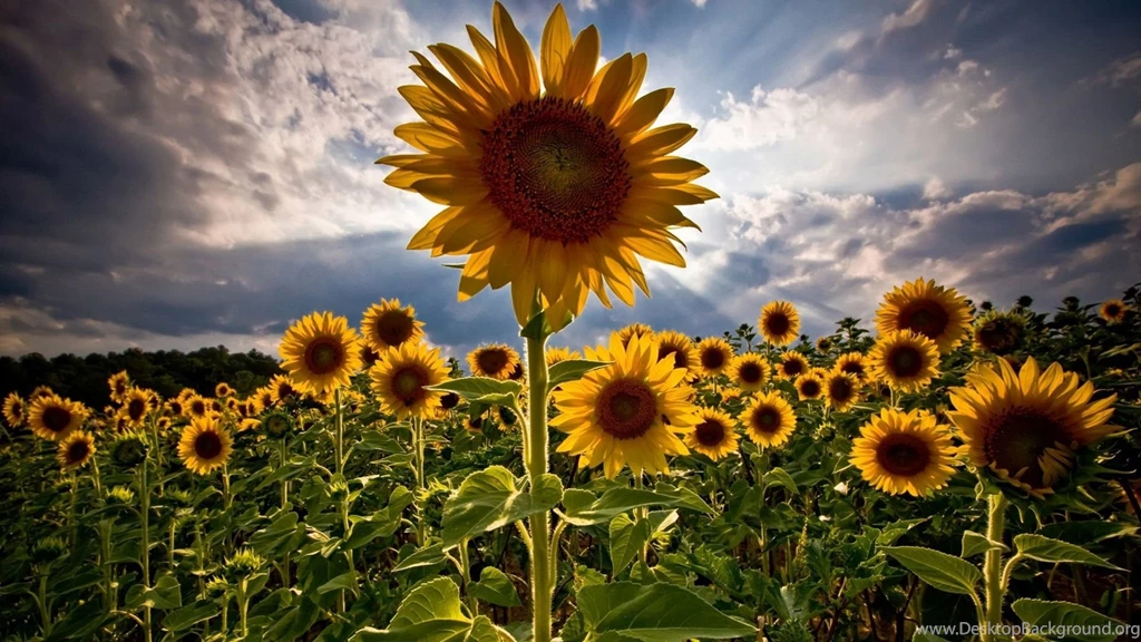 Hdr Sunflower   1693731