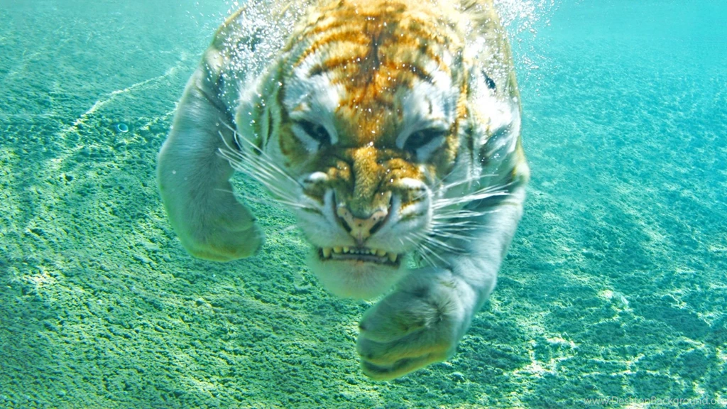 Tiger under water hd wallpapers.jpg