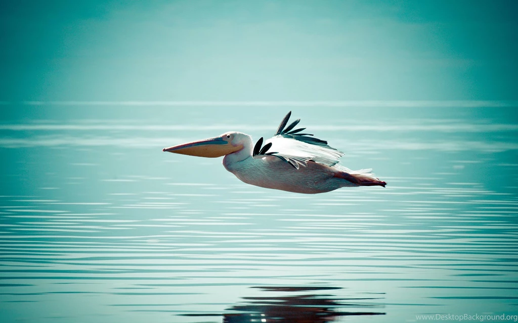 Pelican Bird Water Surface Flight Hd Wallpapers