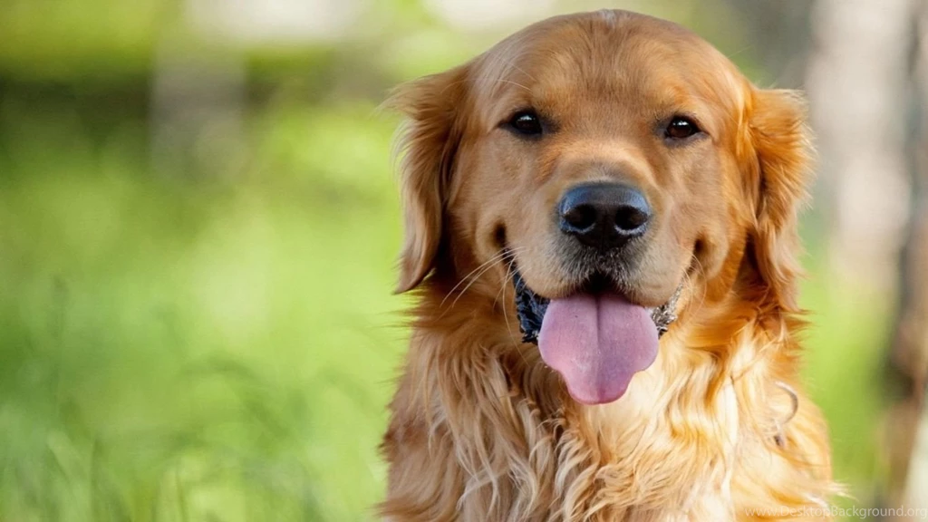 Cute Animal Dogs Wallpapers Pics
