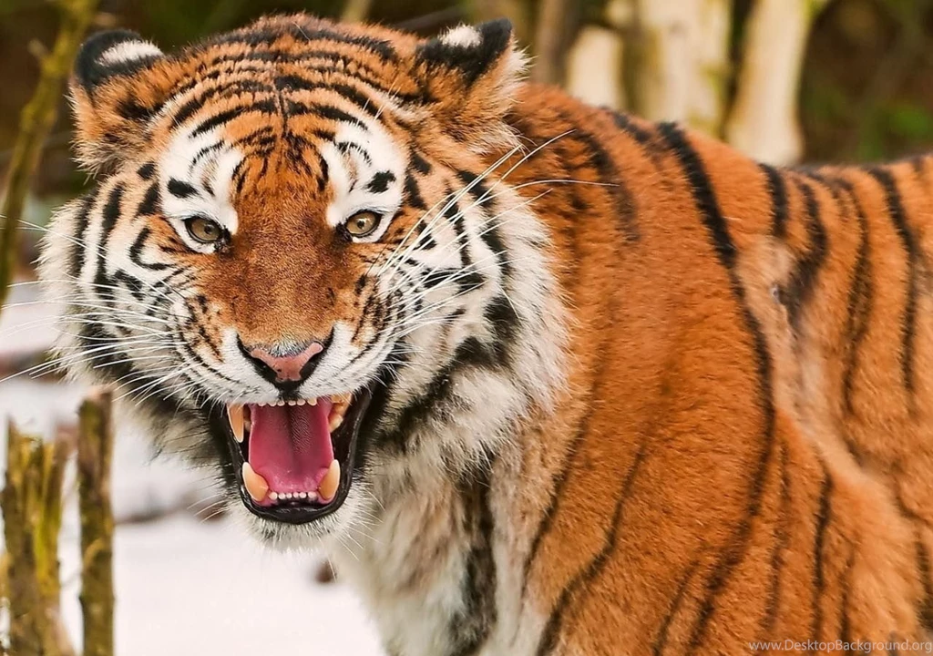 Angry tiger free desktop wallpapers 1280x900.jpg