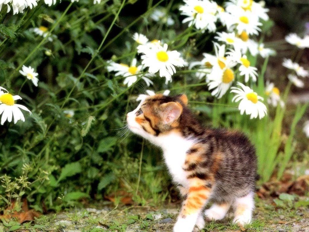 Cats: Flower Garden Daisy Kitten Cat Daisies Free Desktop ...