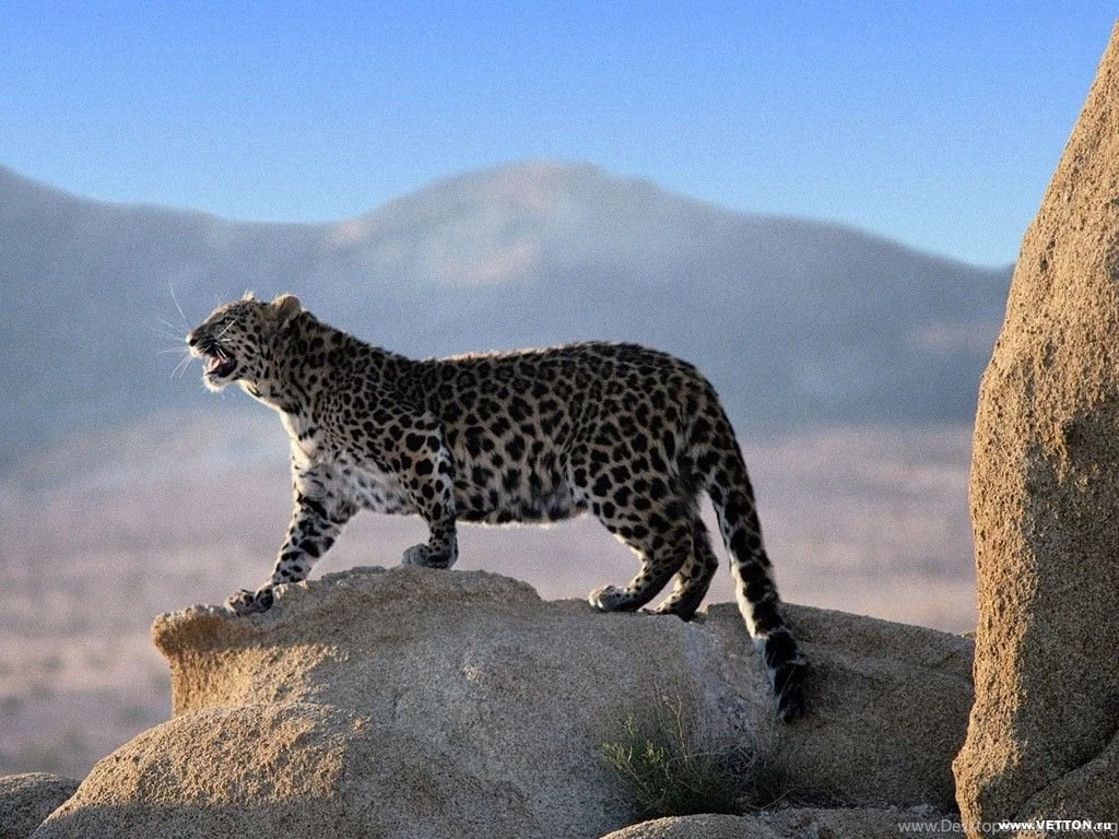 Cats: Leopard Animals Mountain Nature Free Desktop Wallpapers For ...