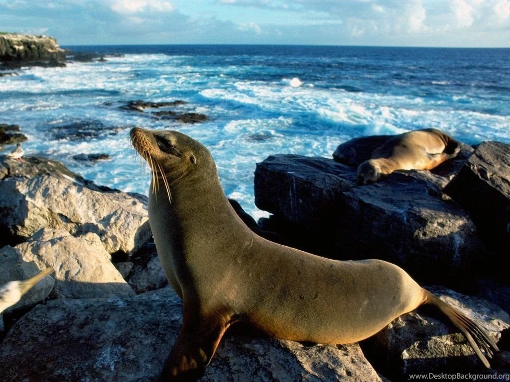 Sea Lion on Beach Free Desktop Wallpaper 1024x768.jpg