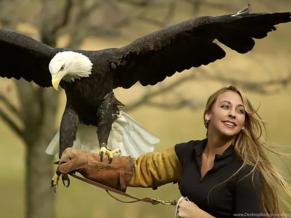 Birds: Eagle Handler Bald Eagles Birds Free Desktop Wallpapers For ...