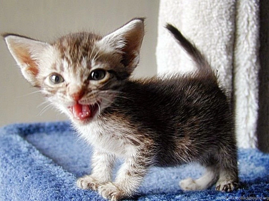 Cats: Meowing Kitten Cute Free Desktop Wallpapers For HD 16:9 High ...