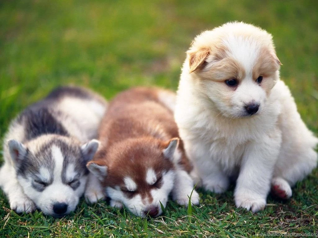 Dogs: Sweet Trio Grass Animal Puppy Dog Desktop Wallpapers For HD ...