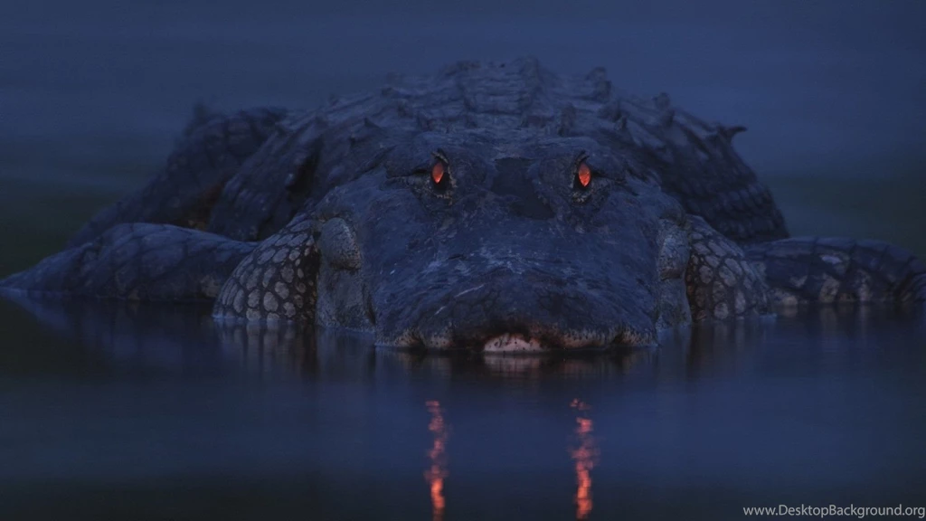 Wildlife Desktop Wallpapers   , New Wallpapers, New Wallpapers