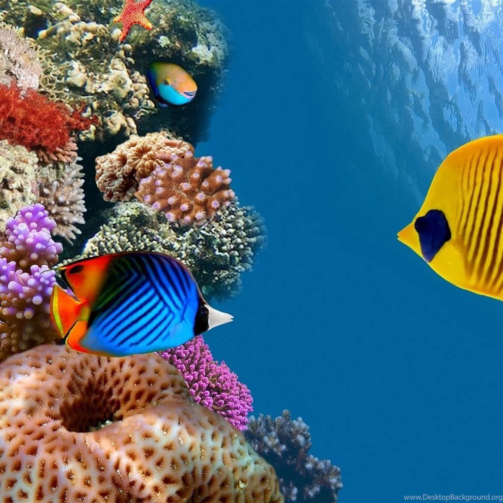 Desktop Aquarium iPad Air Wallpapers Download