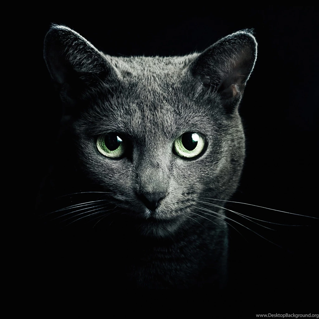 Download Russian Blue Cat HD Wallpapers For iPad Air HDwallpapers.net