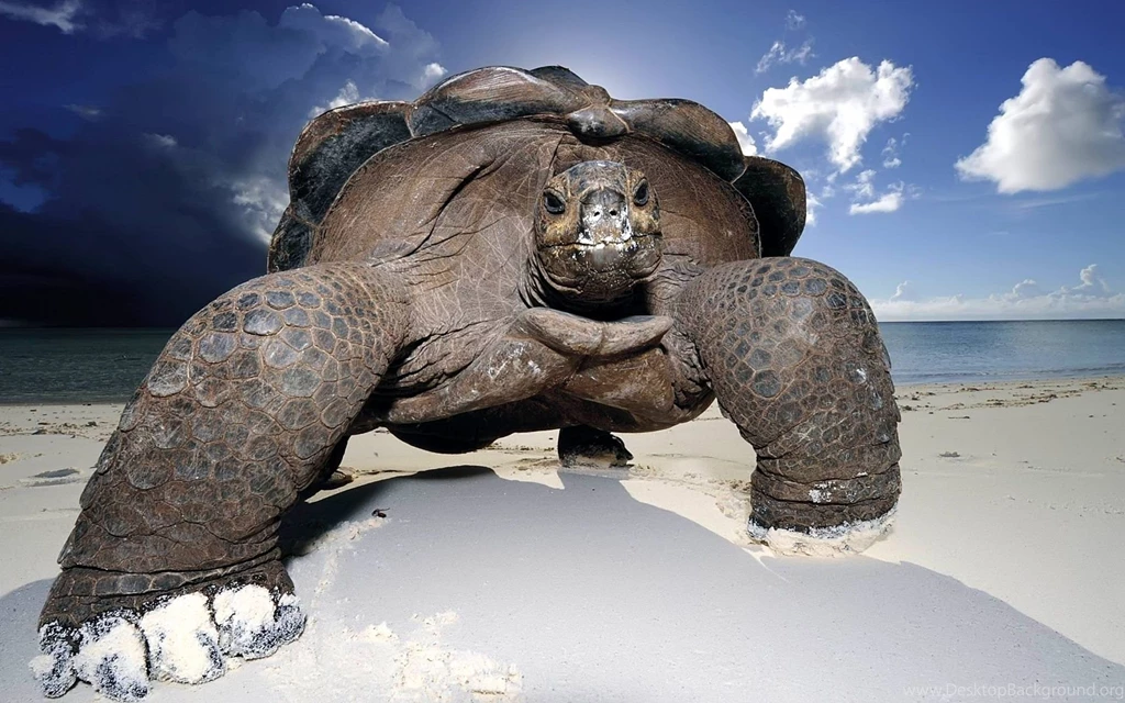 Animal Desktop Wallpapers