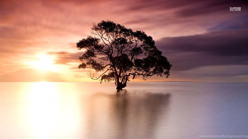 Tree In Nudgee Beach, Australia Wallpapers Nature Wallpapers