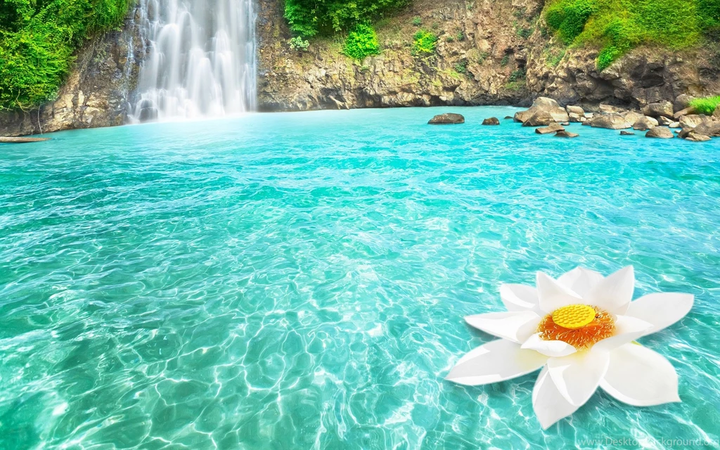 Leaf HD Wallpapers
