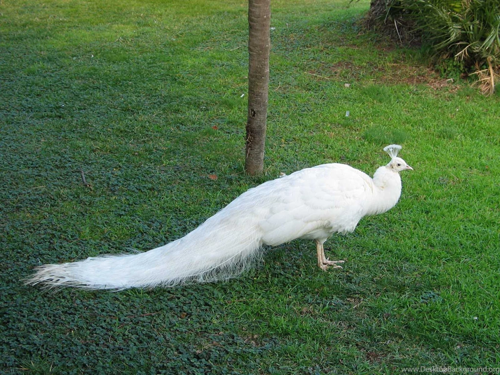 Peacock HD Wallpapers.
