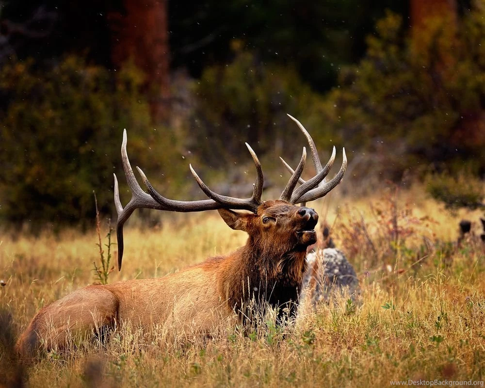 Elk Mountains HD Wallpapers 8.jpg