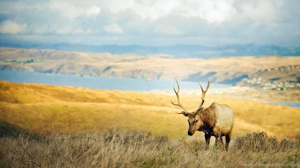 Animals Elk Wallpapers