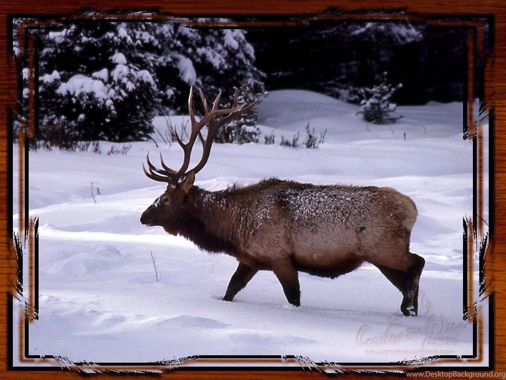Yellowstone National Park: Elk Pictures, Free Wallpapers.