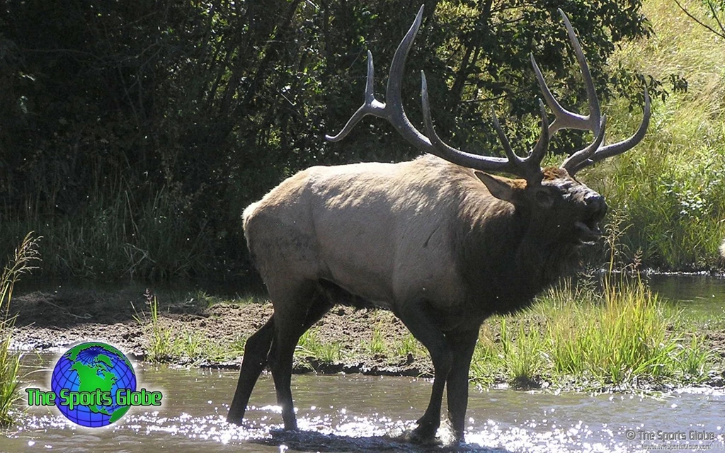 Elk Desktop Wallpapers And Backgrounds The Sports Globe