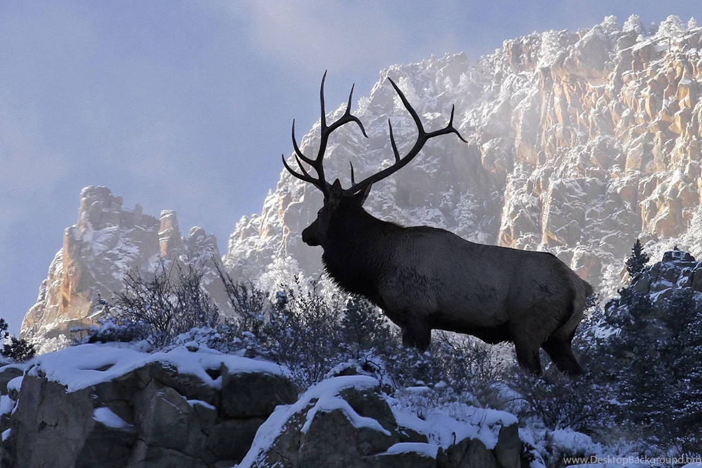 Cow Elk Silhouette   Wallpaper.