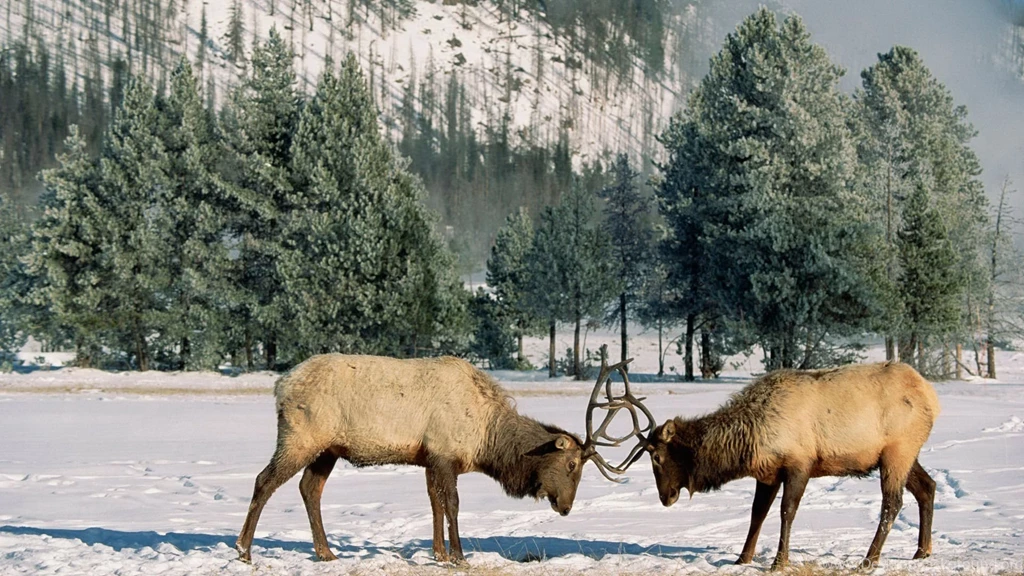 Elk