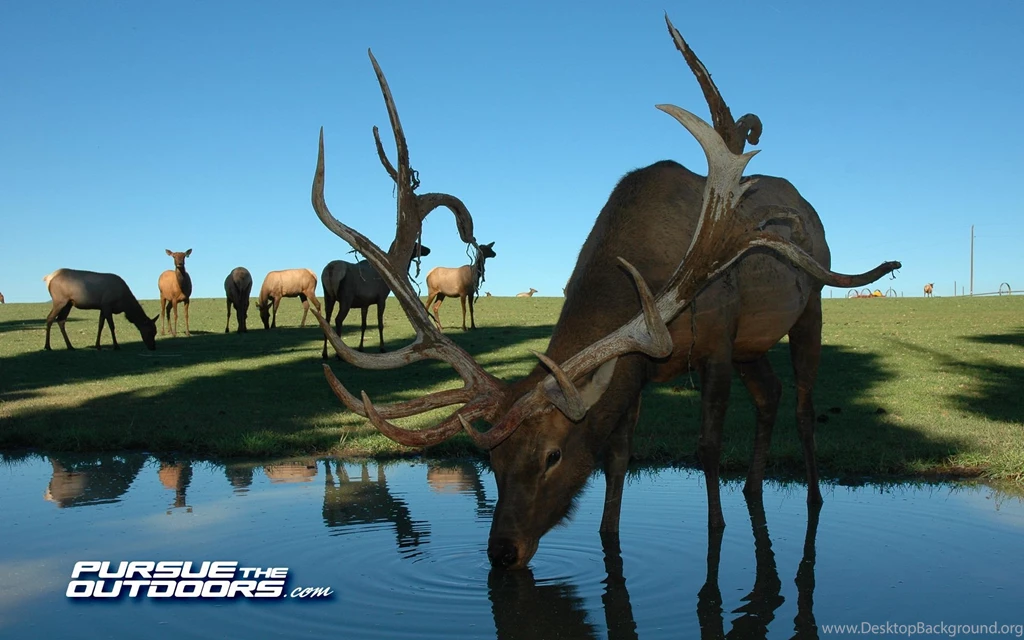 Free Desktop Wallpapers Hunting, Fishing, Wildlife, And Nature ...