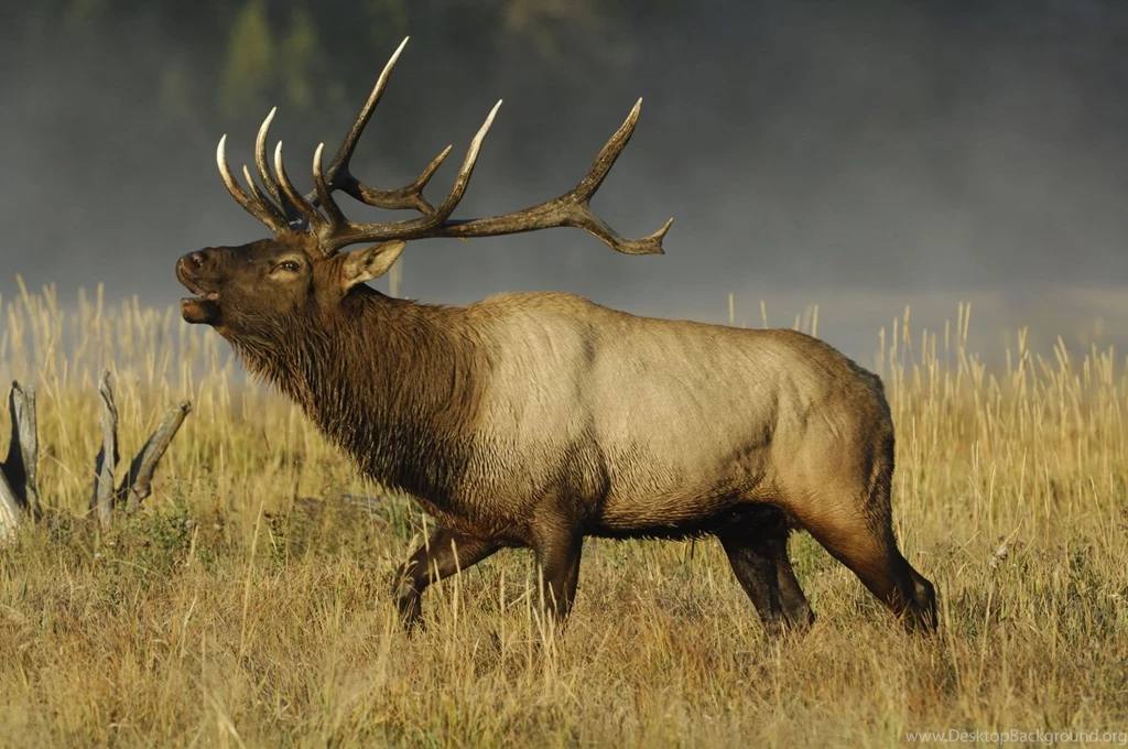 Elk In Snow Bugling   Wallpaper.