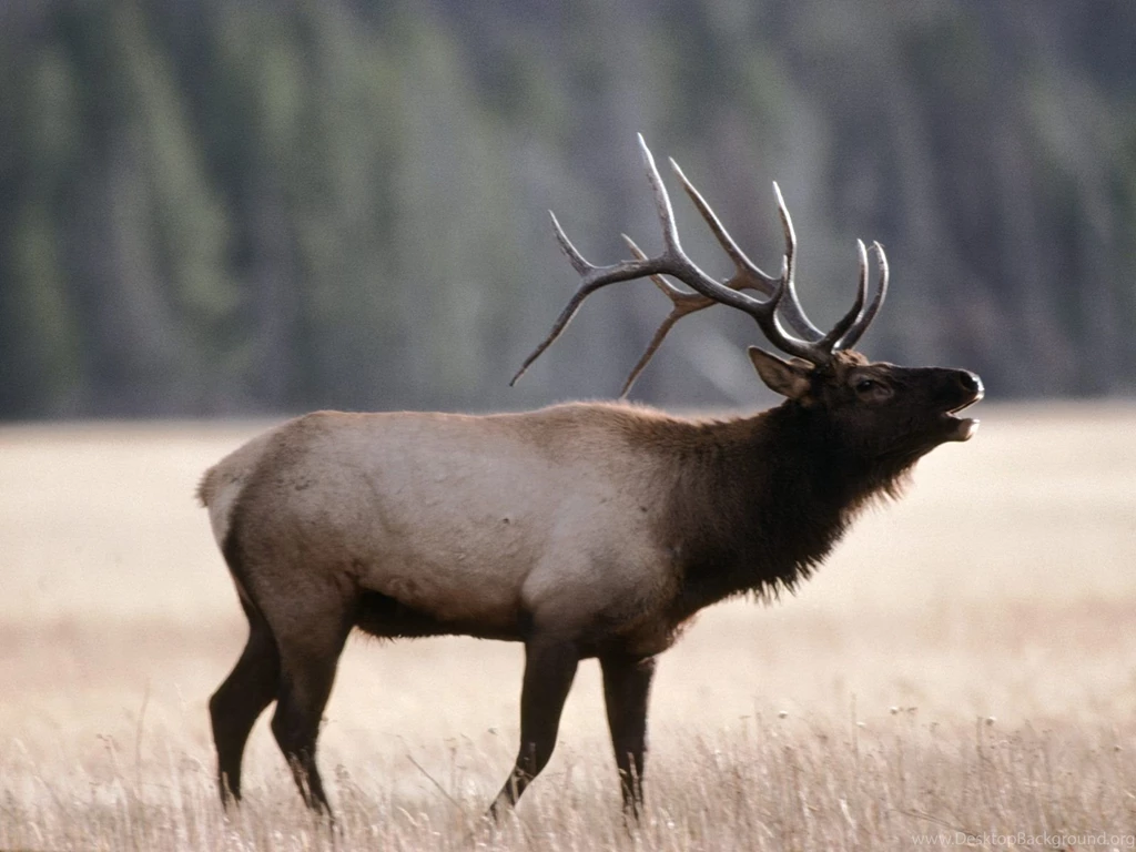 Elk Wallpapers