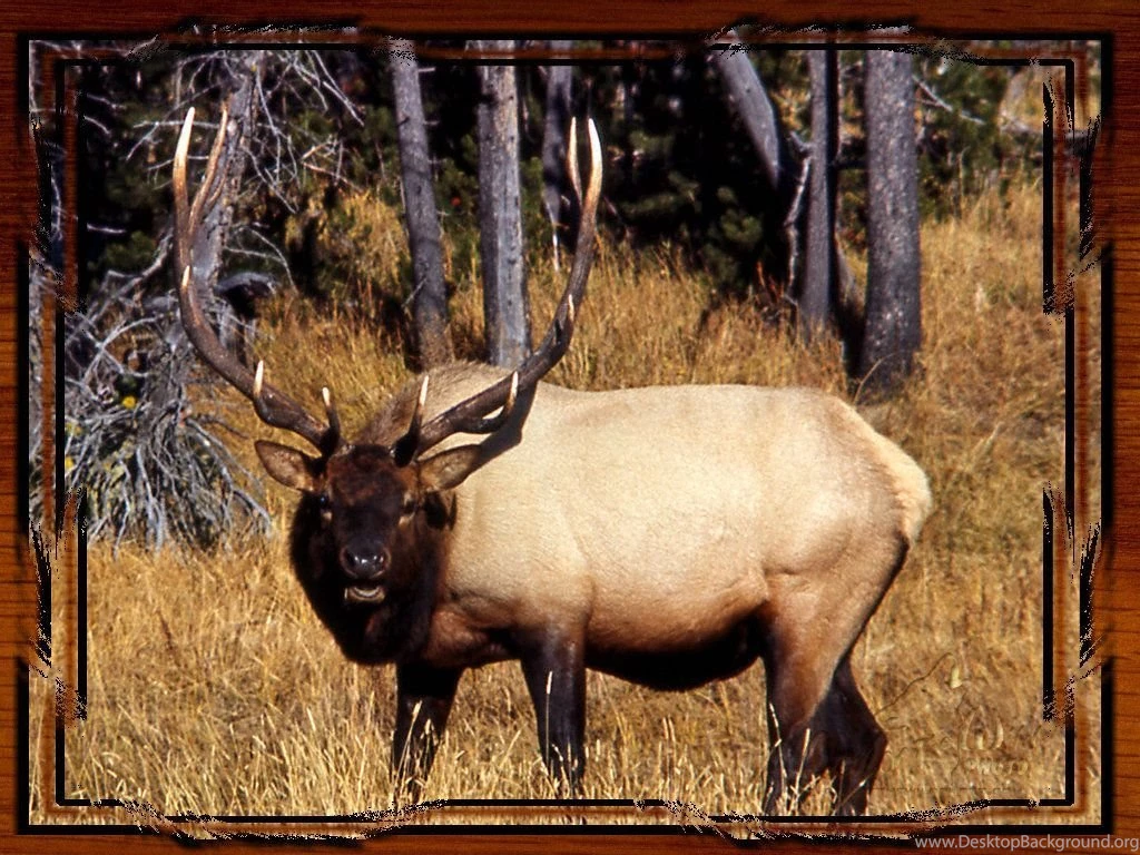 Bugling Elk Wallpapers 158244