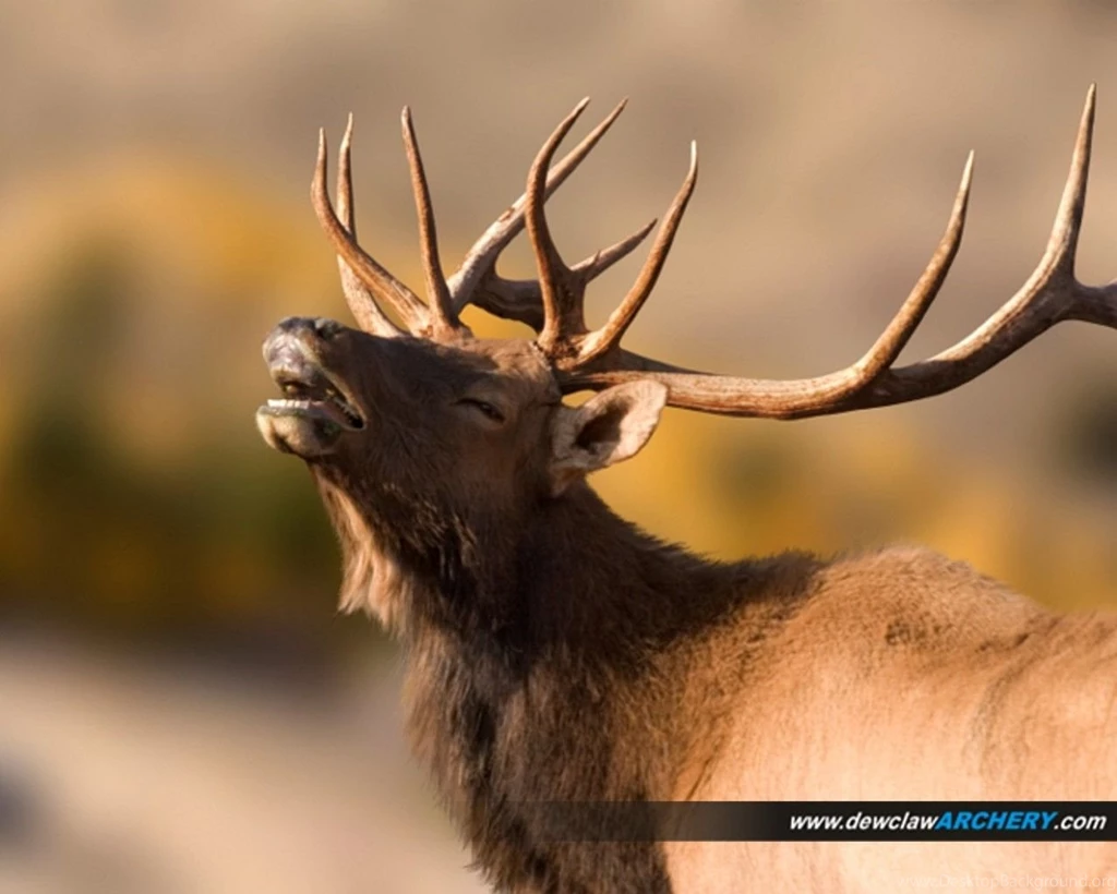 Elk Wallpapers   Wallpapers Cave