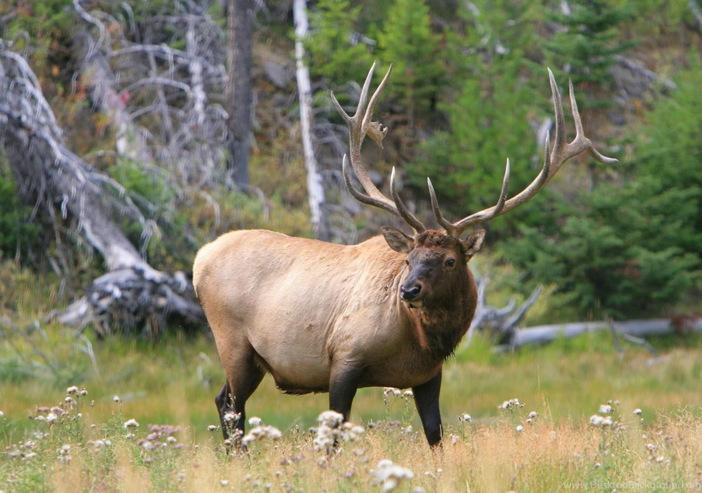 Bull Elk Elks Deer (35) Wallpapers