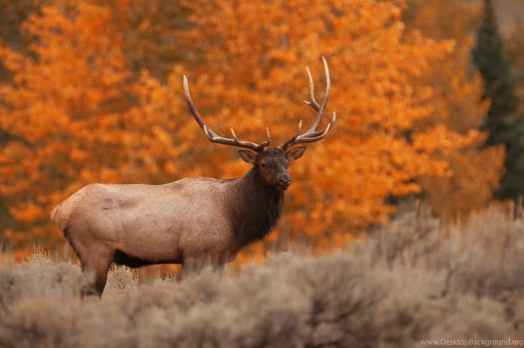 Wallpapers Sea: Elk Wallpapers