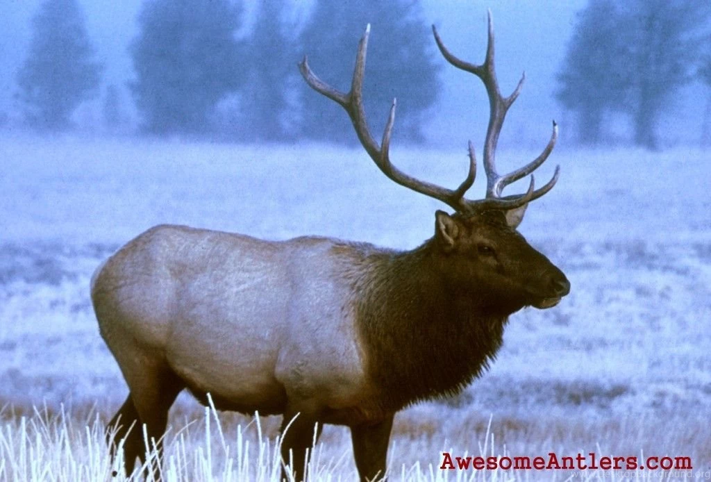 Elk Wallpapers