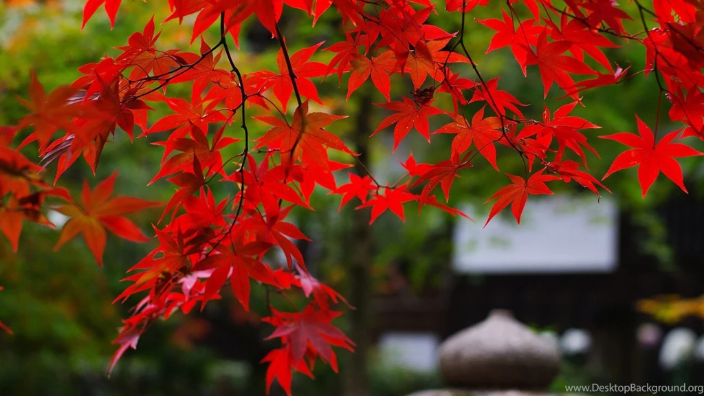 Red Leaf HD Wallpaper, Red Leaf Images, New Wallpapers