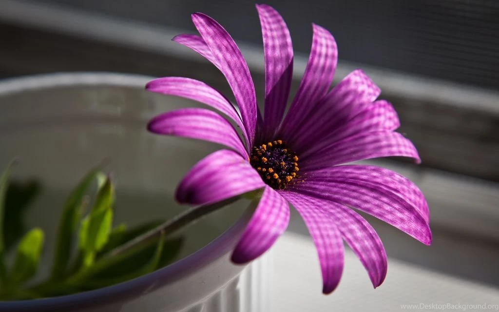 Living In Captivity Desktop Backgrounds Wallpapers