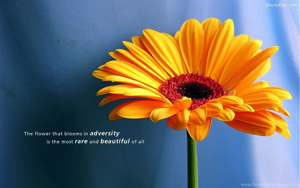 Desktop Backgrounds Wallpapers